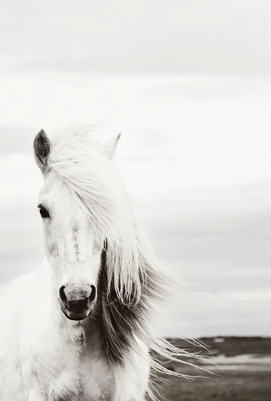 Очень красивые лошади