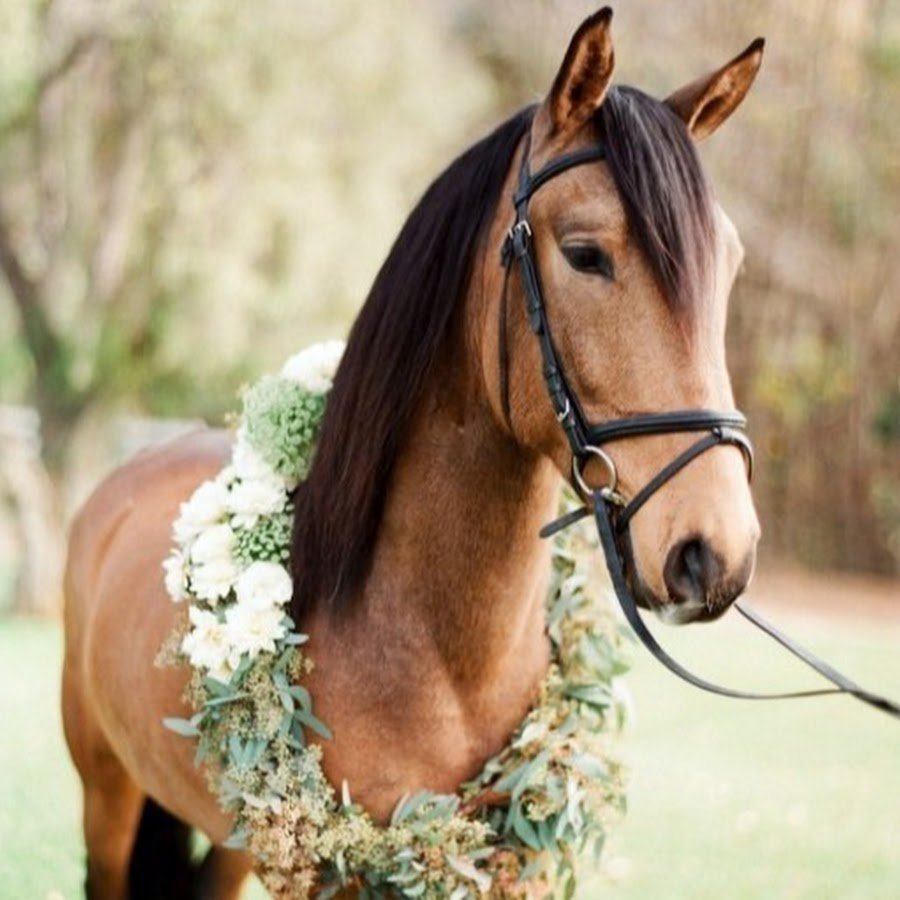 Девушка в платье на коне