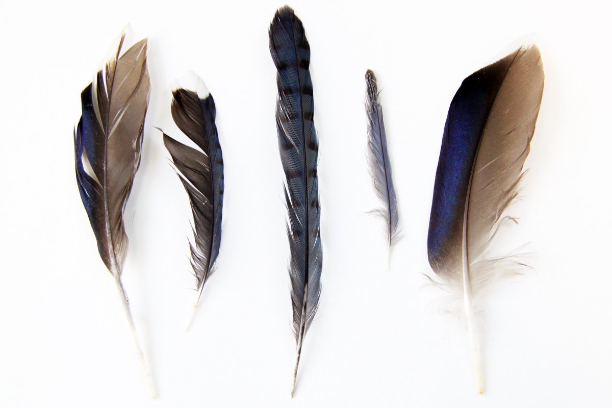Красивые перья птиц