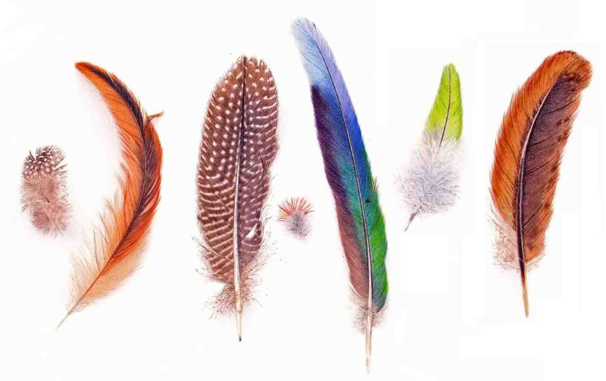 Перо лебедя