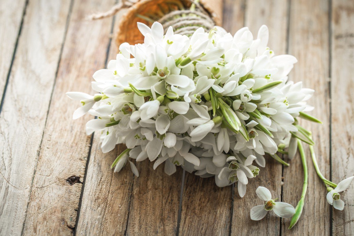 Букет подснежников с лентой