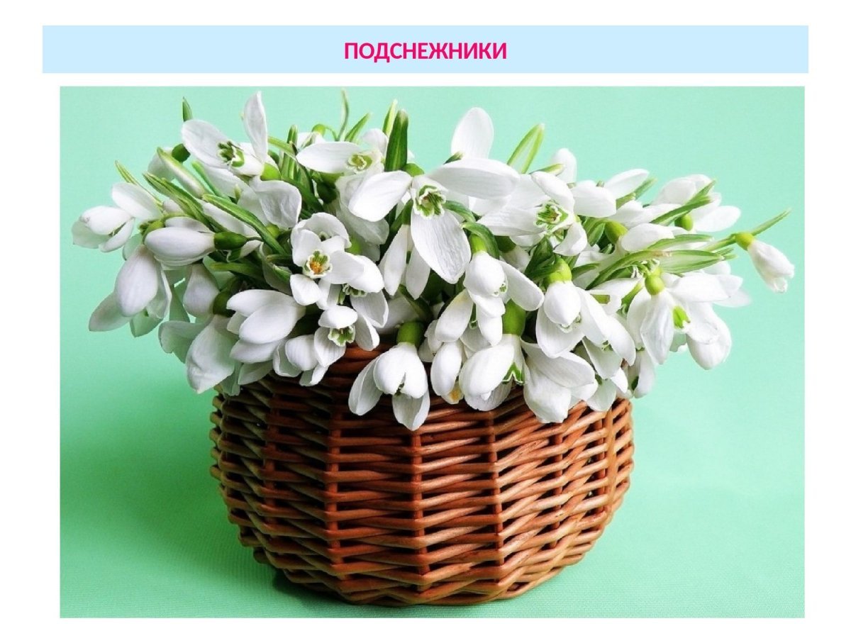 Весенний букет подснежников