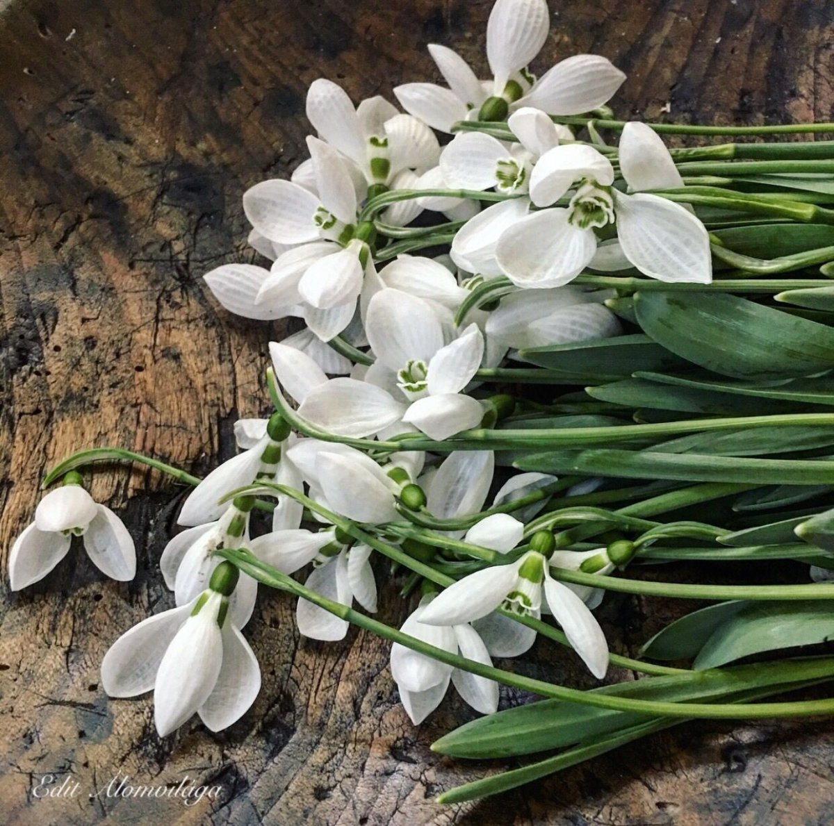 Букет подснежников