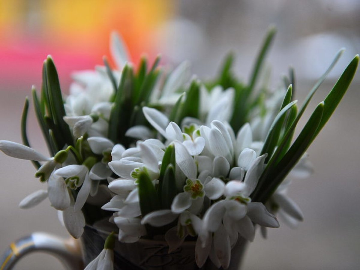 Букет подснежников