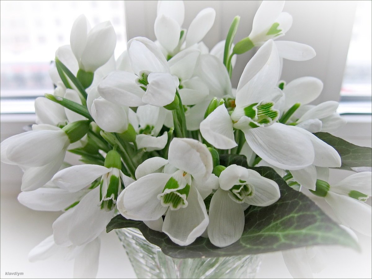 Букет пролески и подснежники