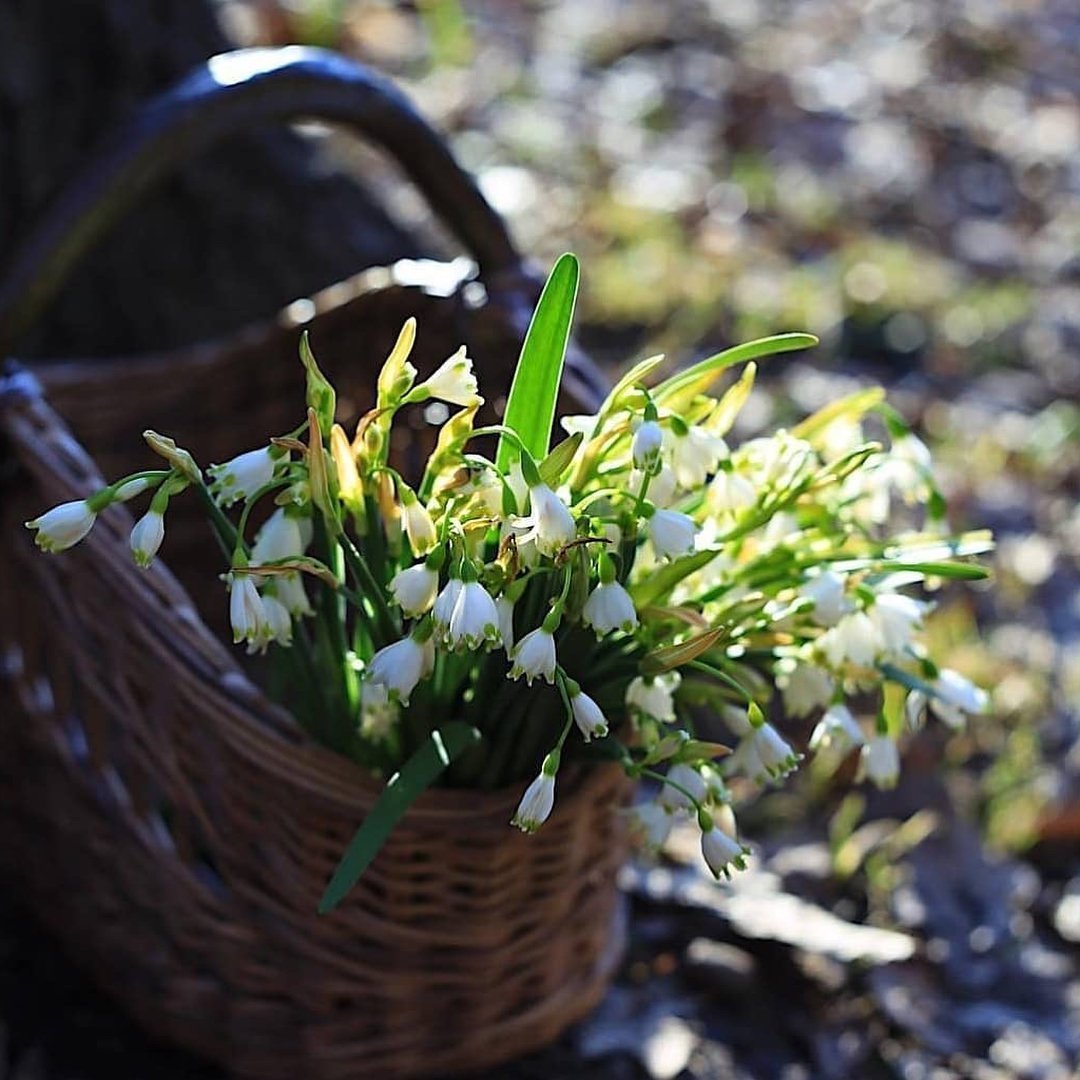 Букет подснежников