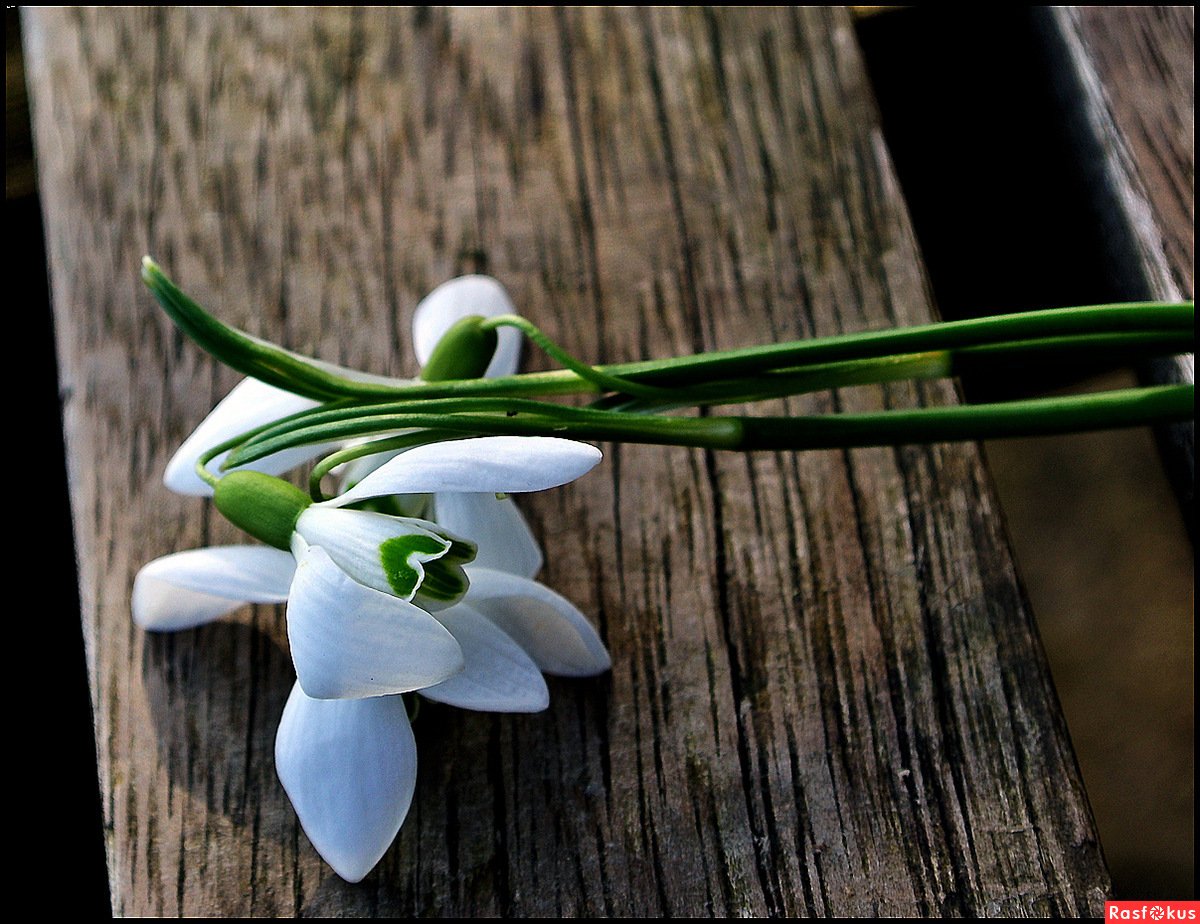 Большой букет подснежников