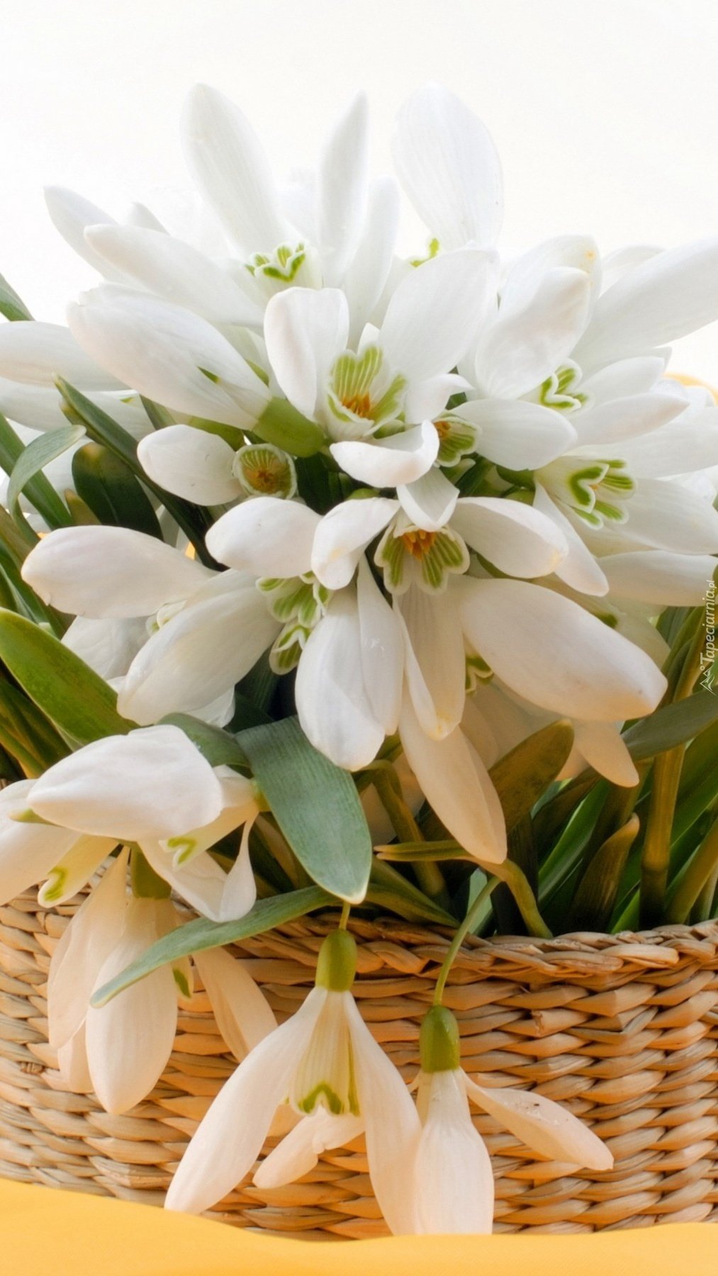 Букет пролески и подснежники