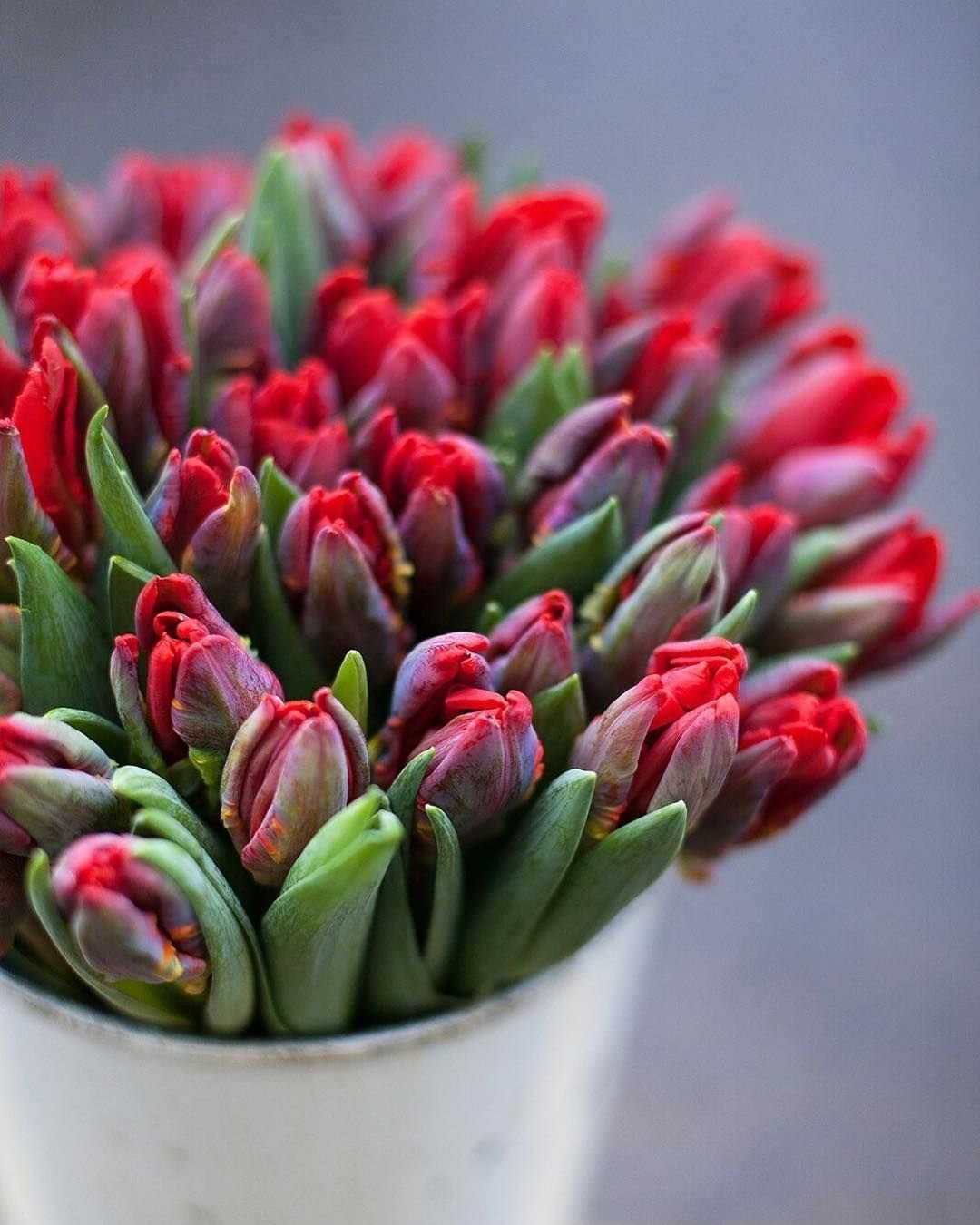 Тюльпан Катарина Амалия