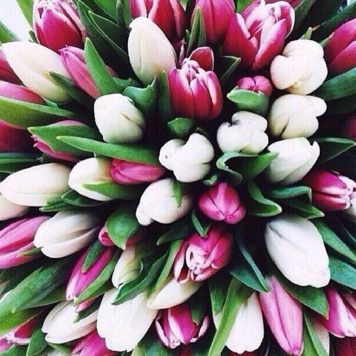 Охапка тюльпанов