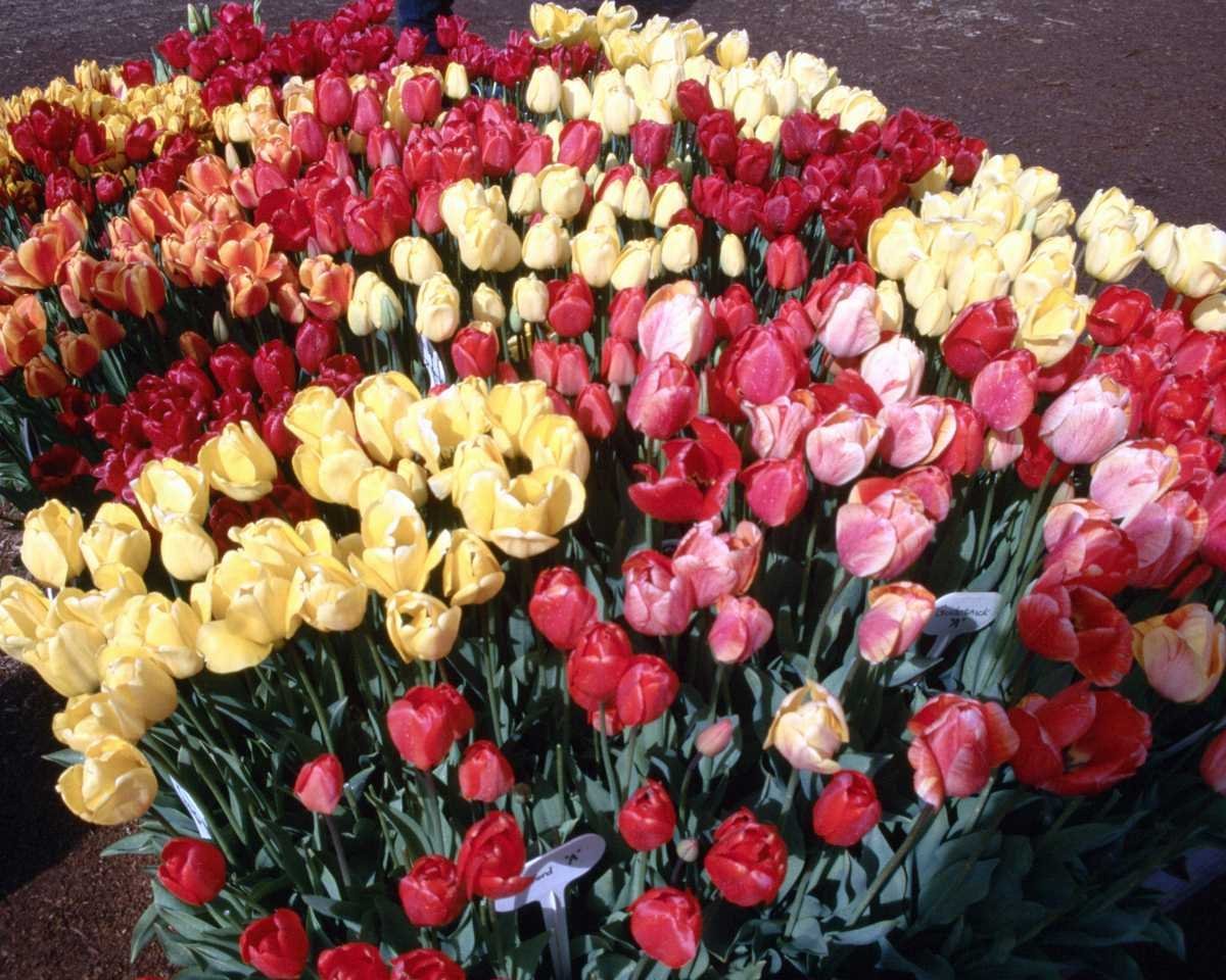 Букет тюльпанов Пинтерест