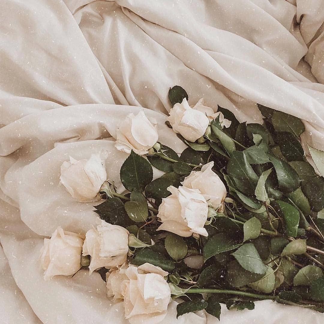 Роза белая эстетично