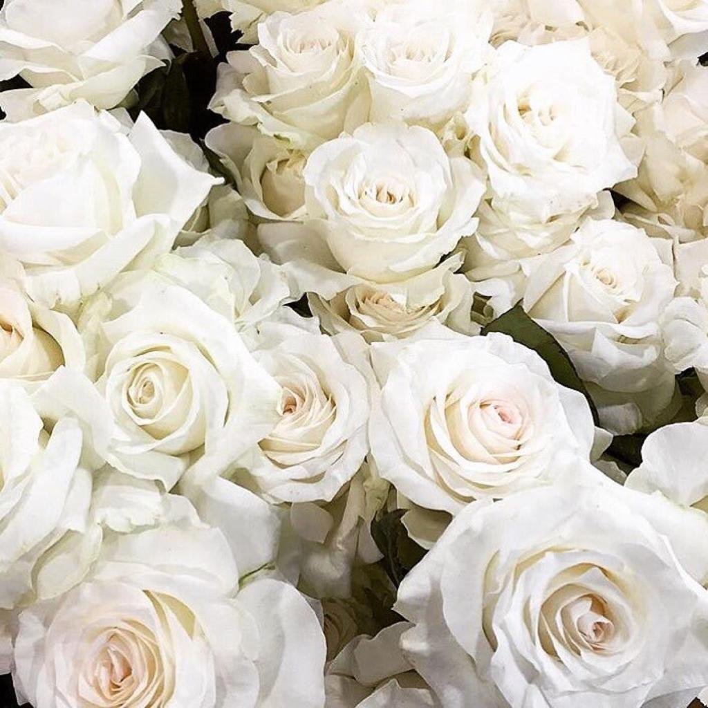 Роза Вайт Эшли