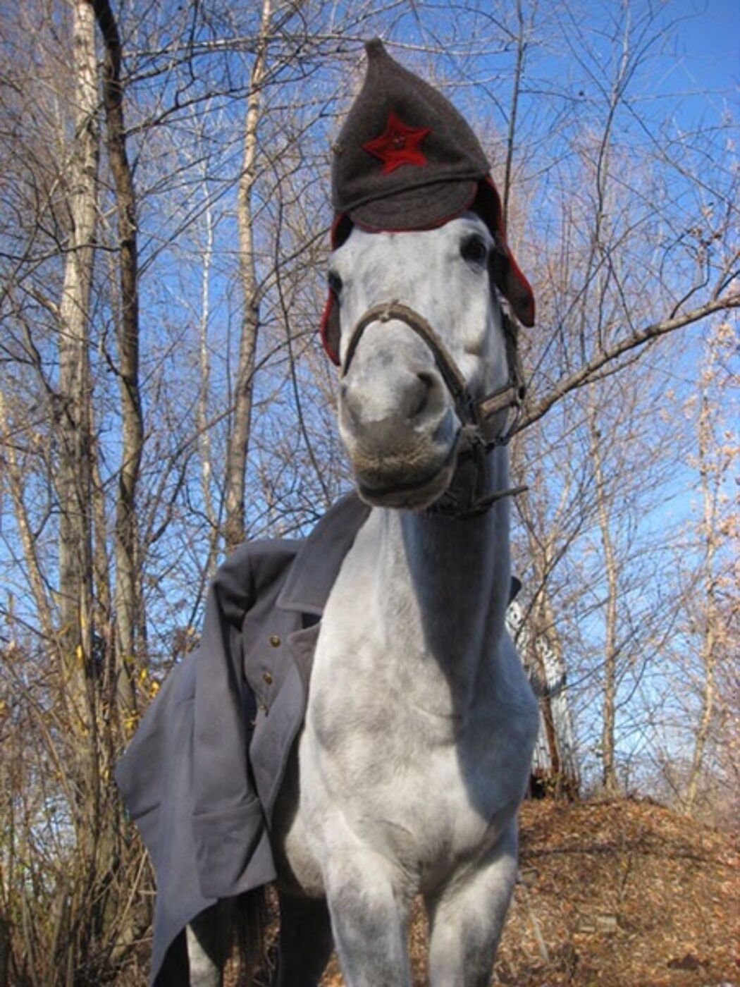 Человек в маске лошади