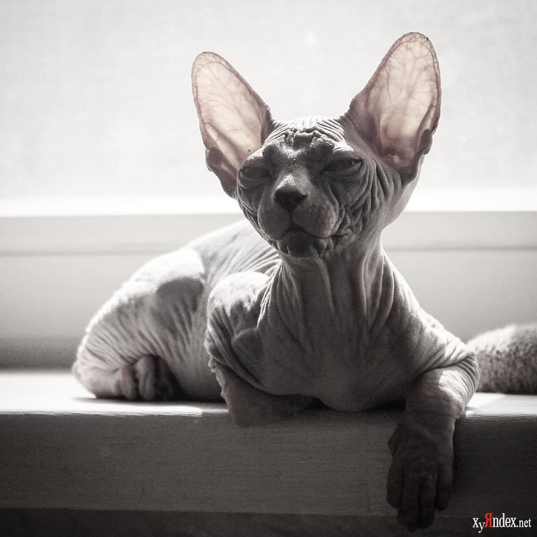 Сфинкс кошка