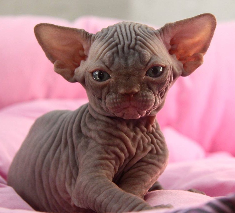 Канадский сфинкс маленький