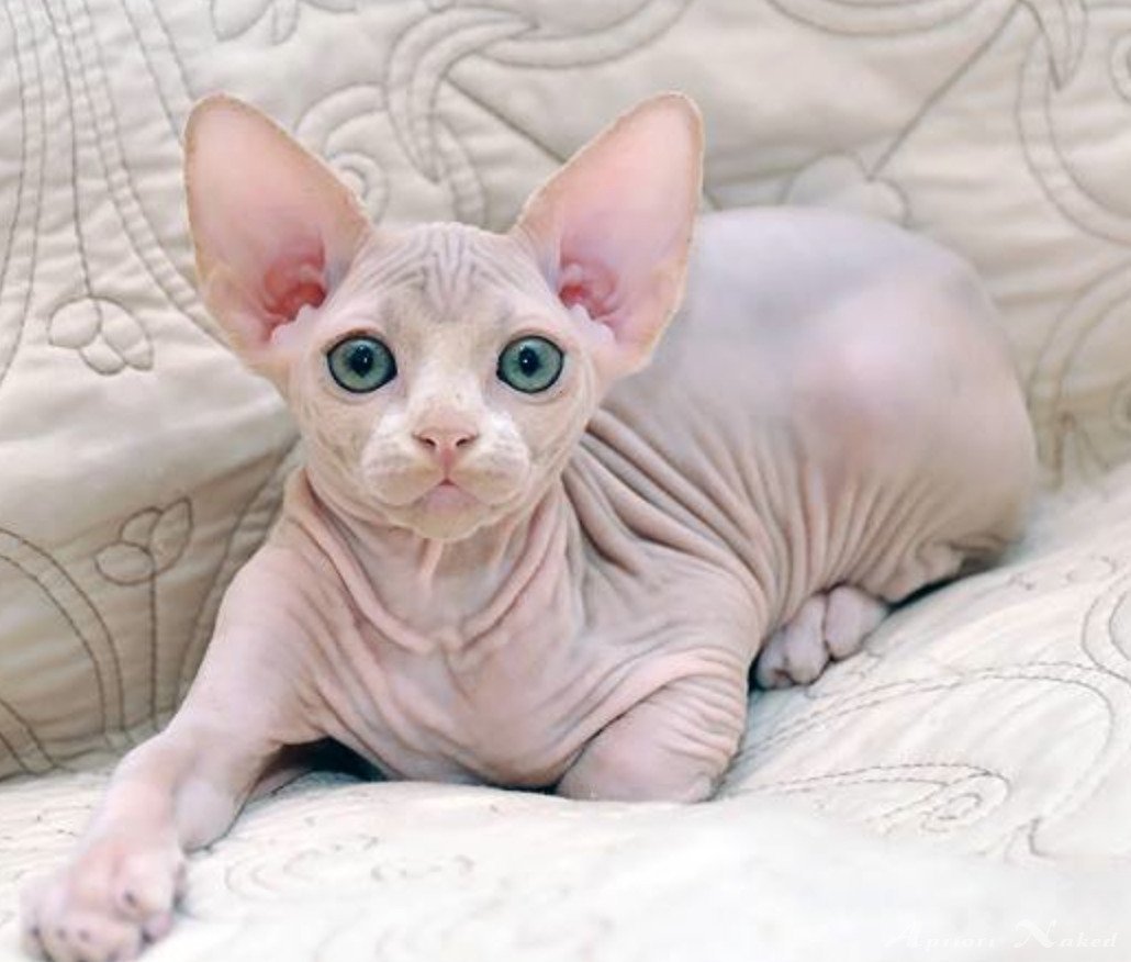 Канадский сфинкс