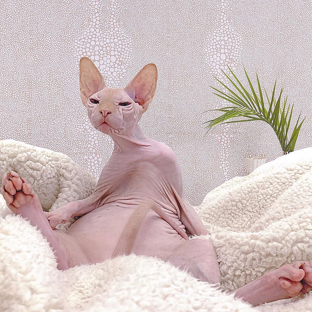 Лысый кот сфинкс