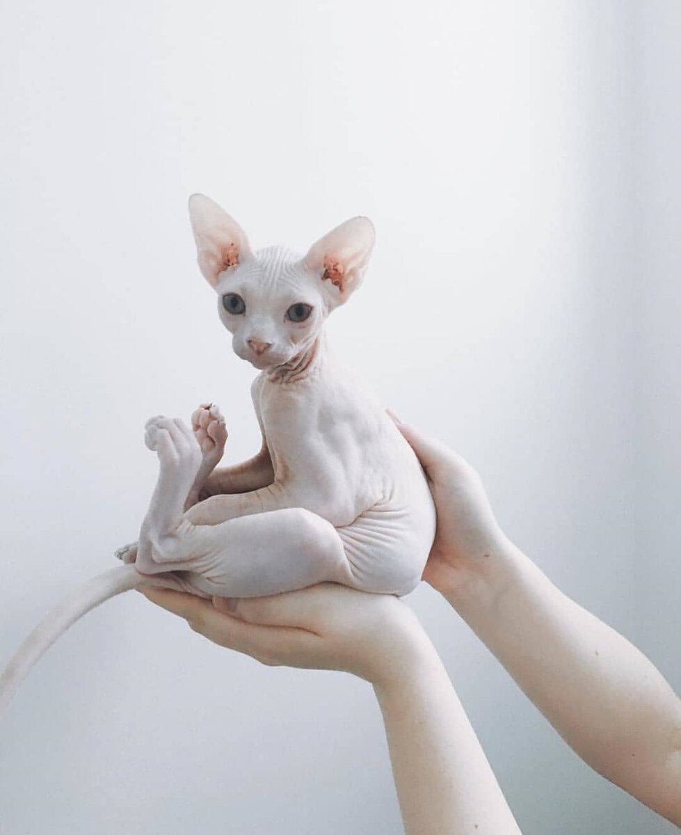 Лысая кошка порода сфинкс