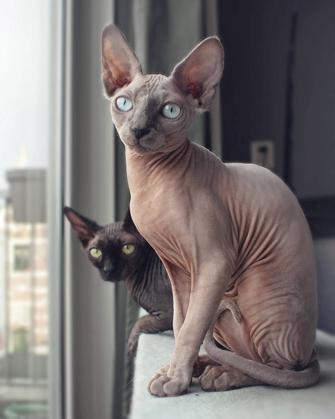 Американский сфинкс кошка