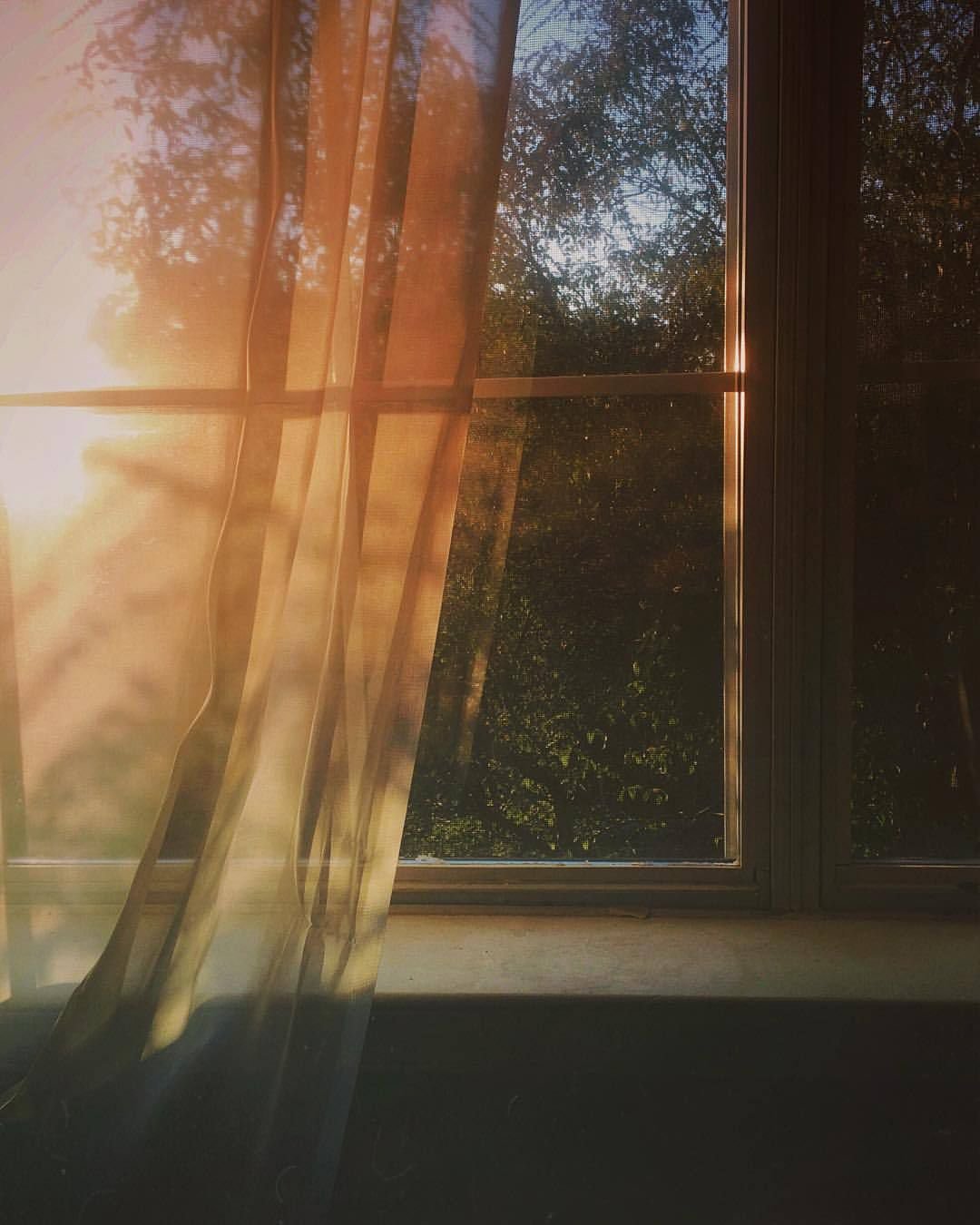 Кошка кошка