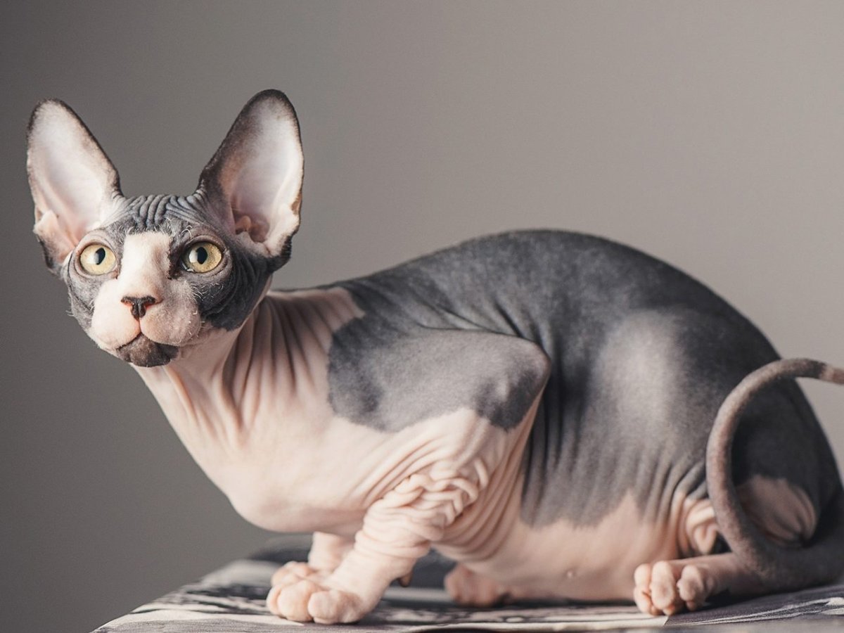 Сфинкс (порода кошек)