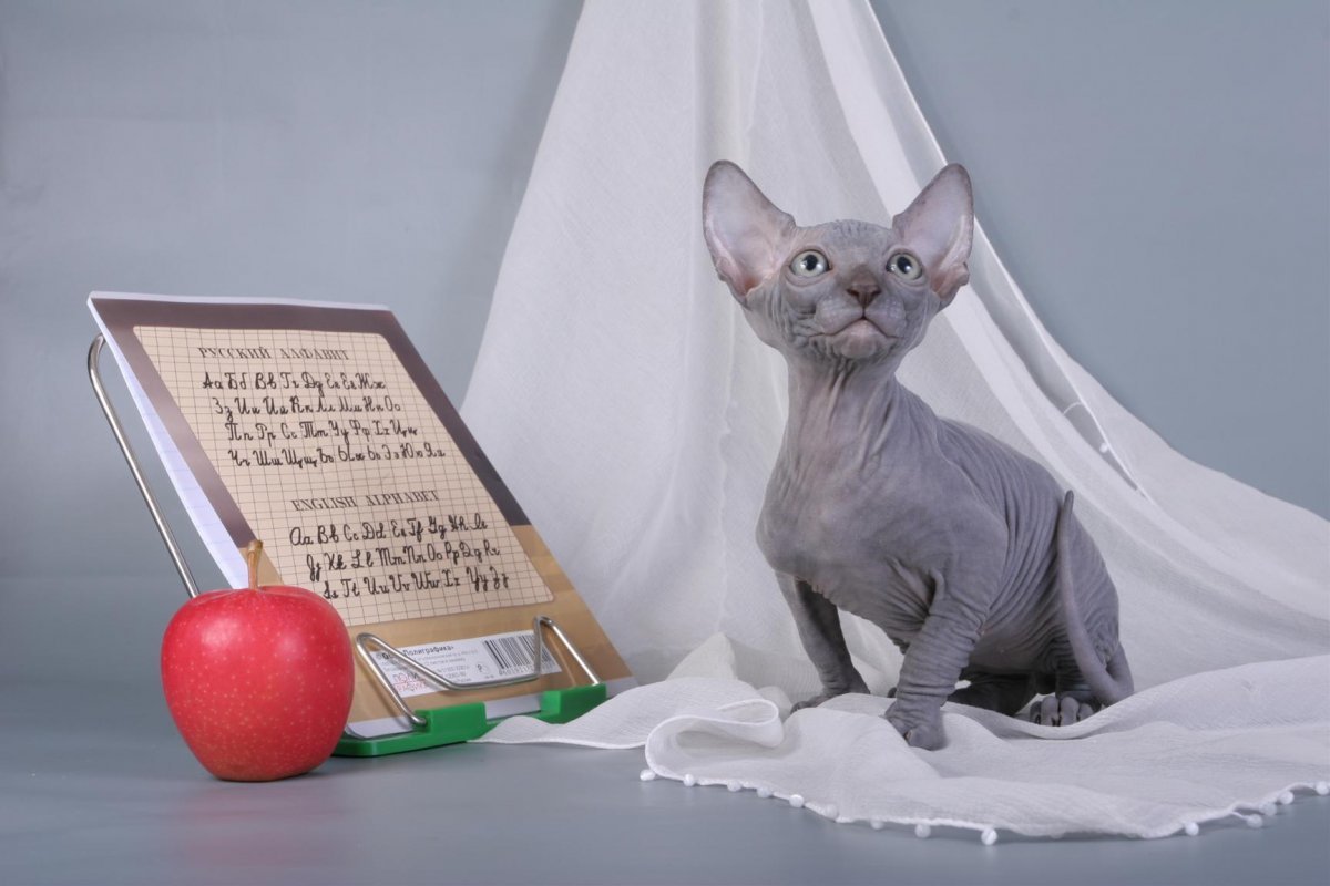 Вельветовая кошка лысая