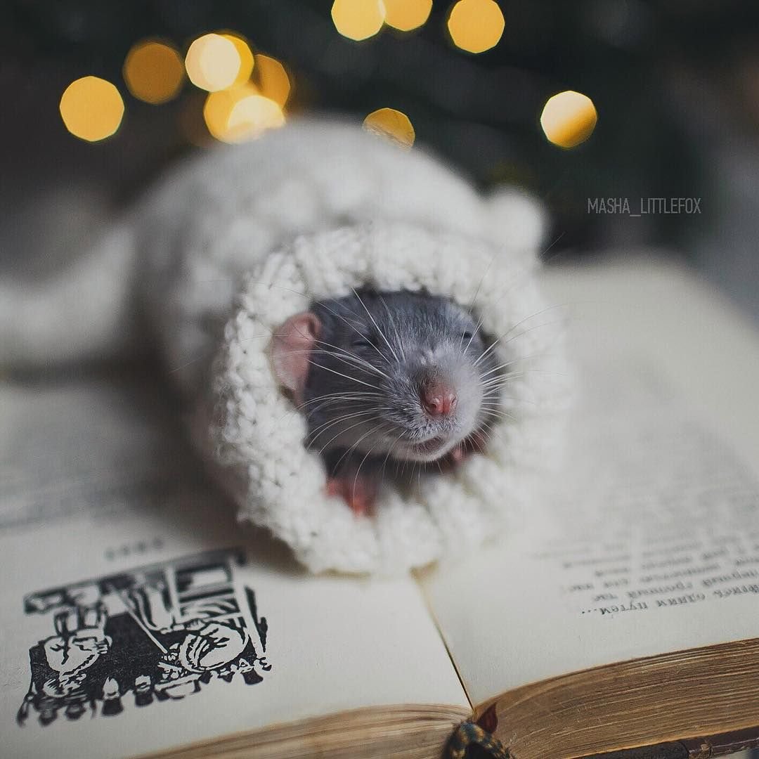 Милые крыски Эстетика