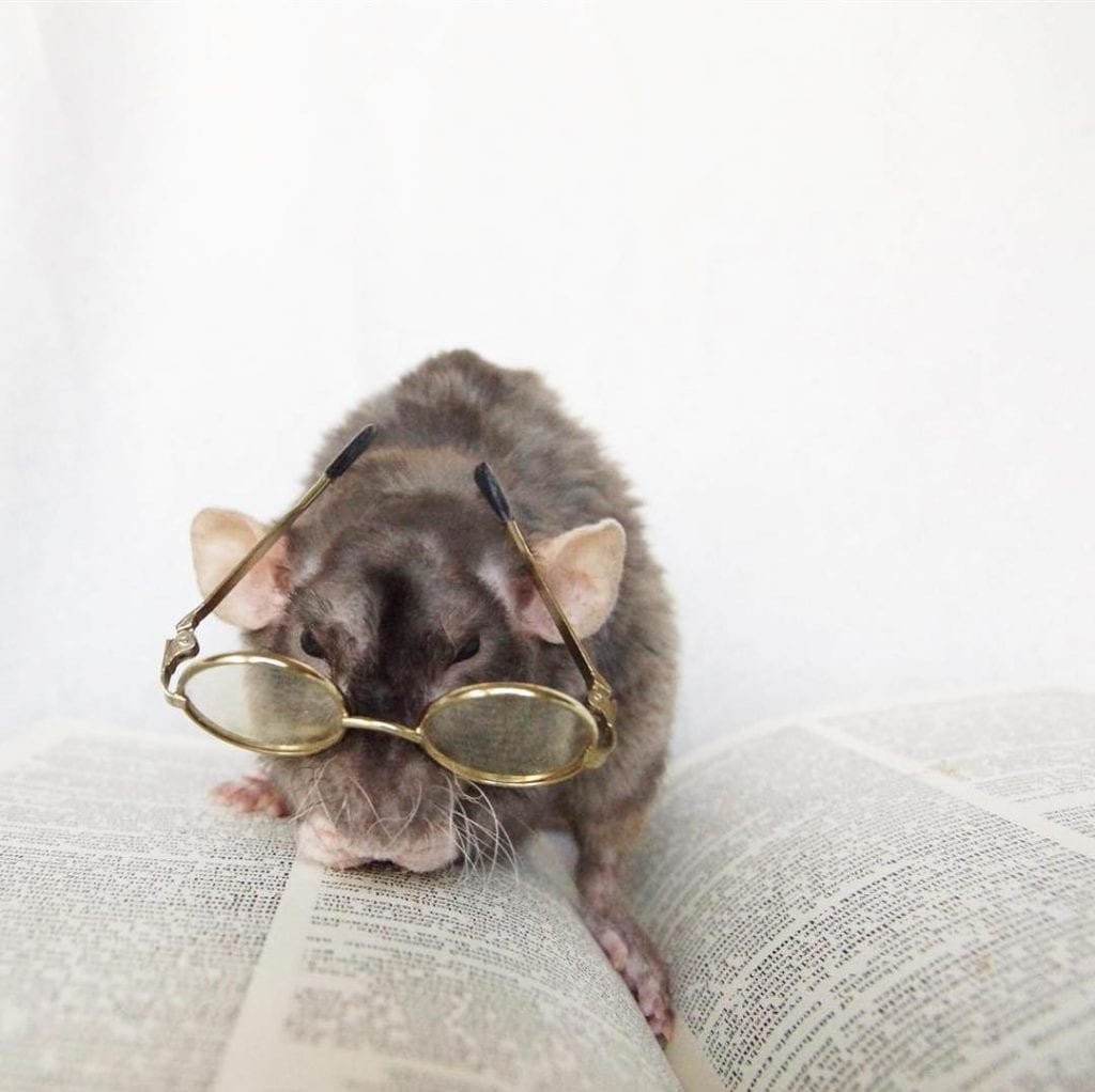 Крыски в очках