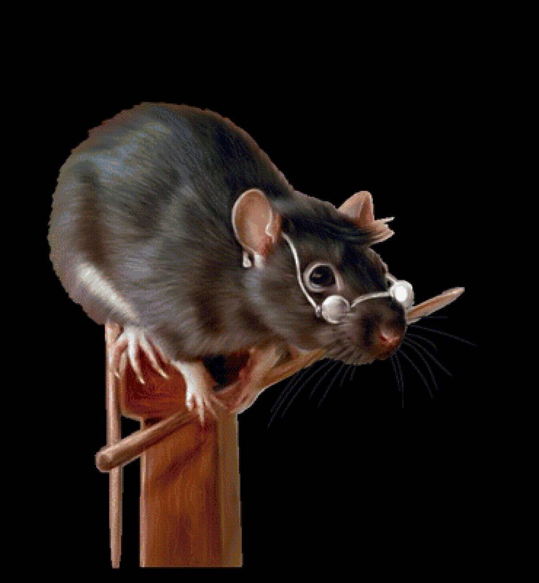 Анимационные крысы