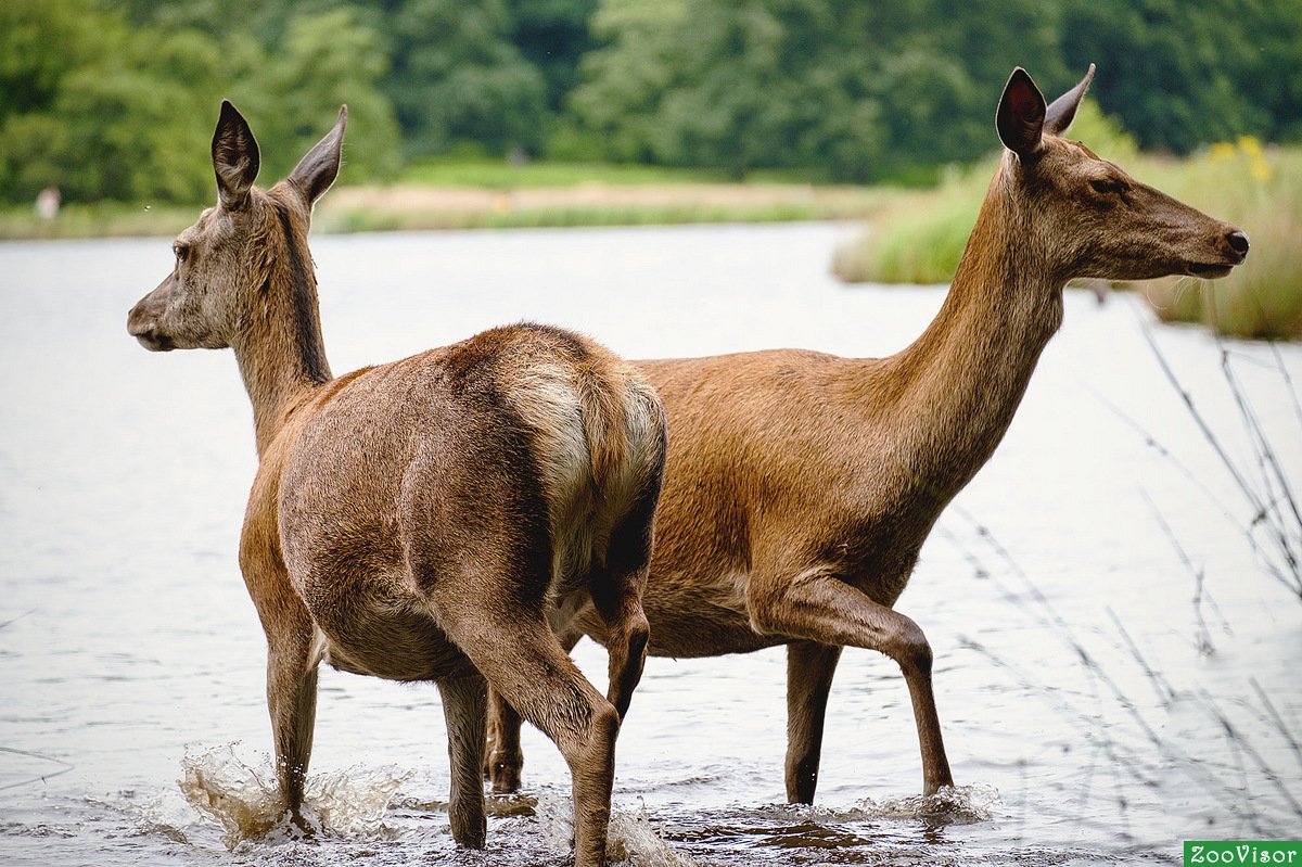 Виктор Чижиков доктор Айболит