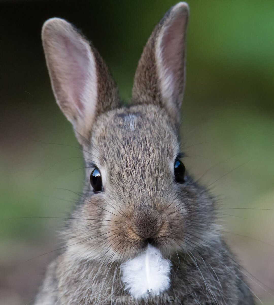 Мордочка зайчика для поделки