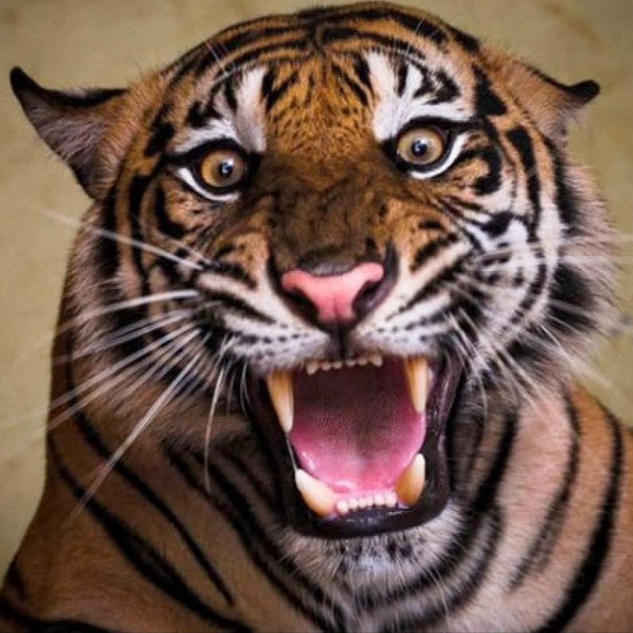 Пасть тигра