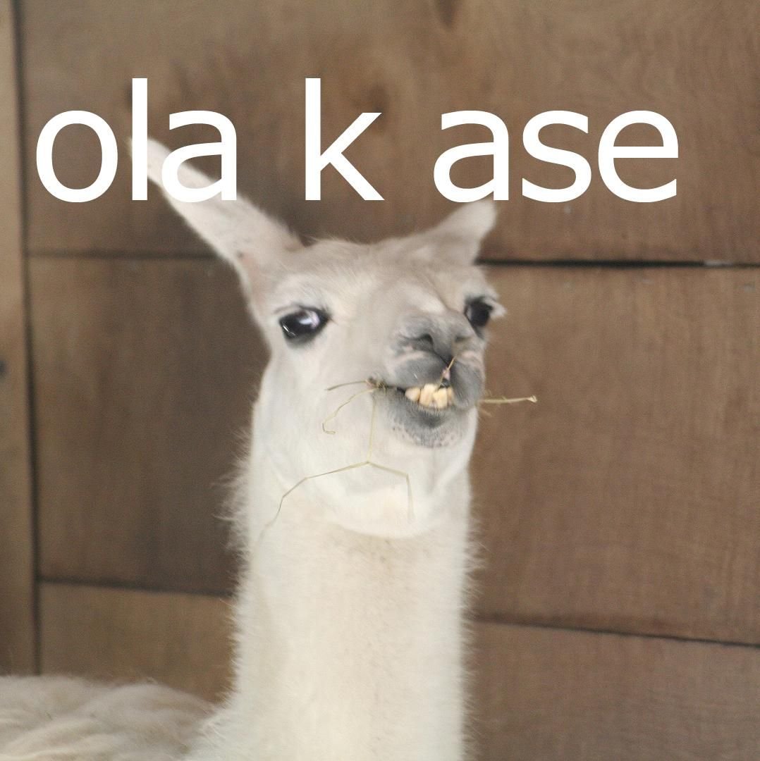 Обкуренная лама