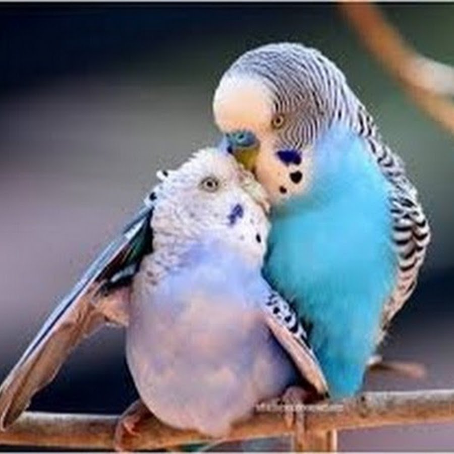 Кэйсукэ Бадзи