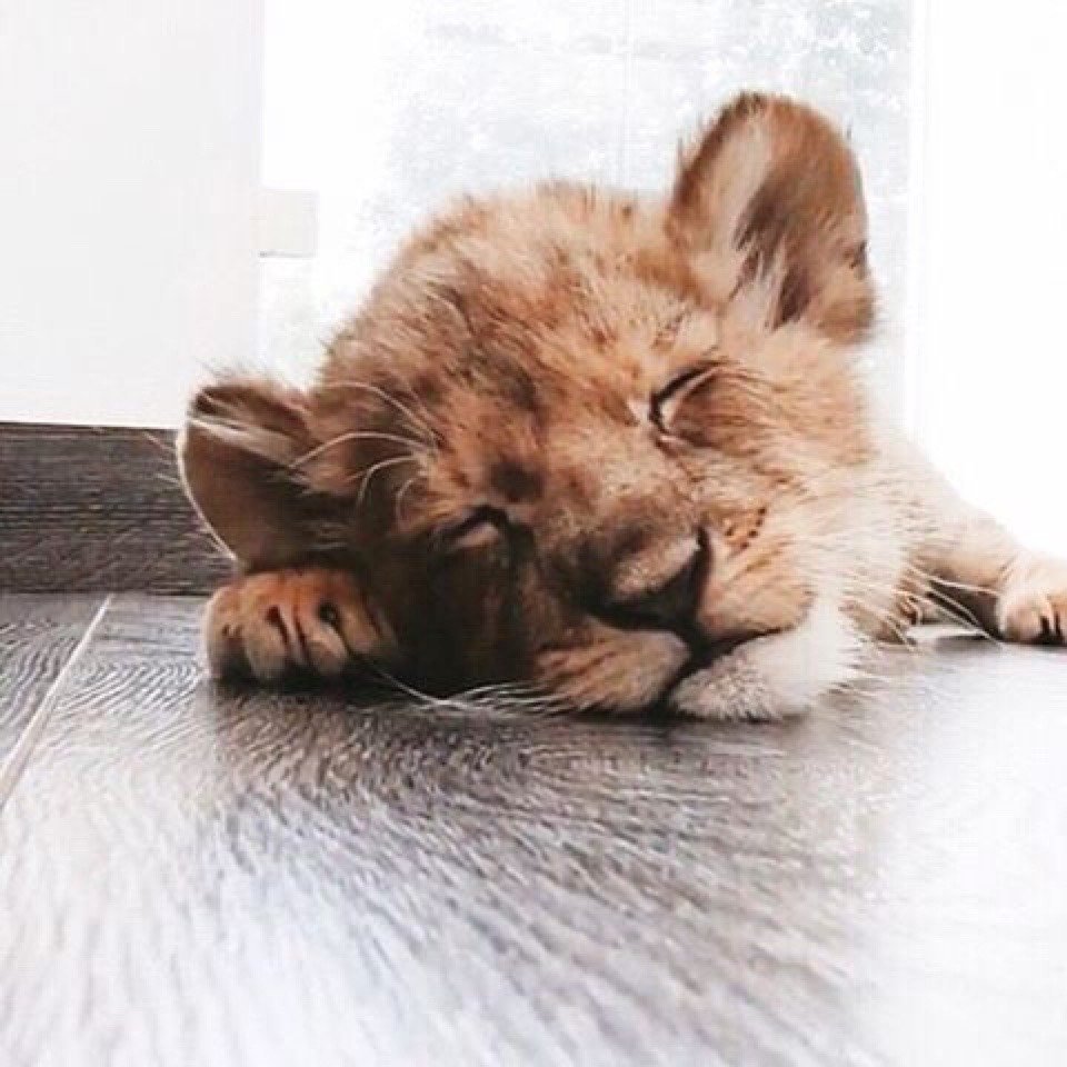 Львенок из мультика