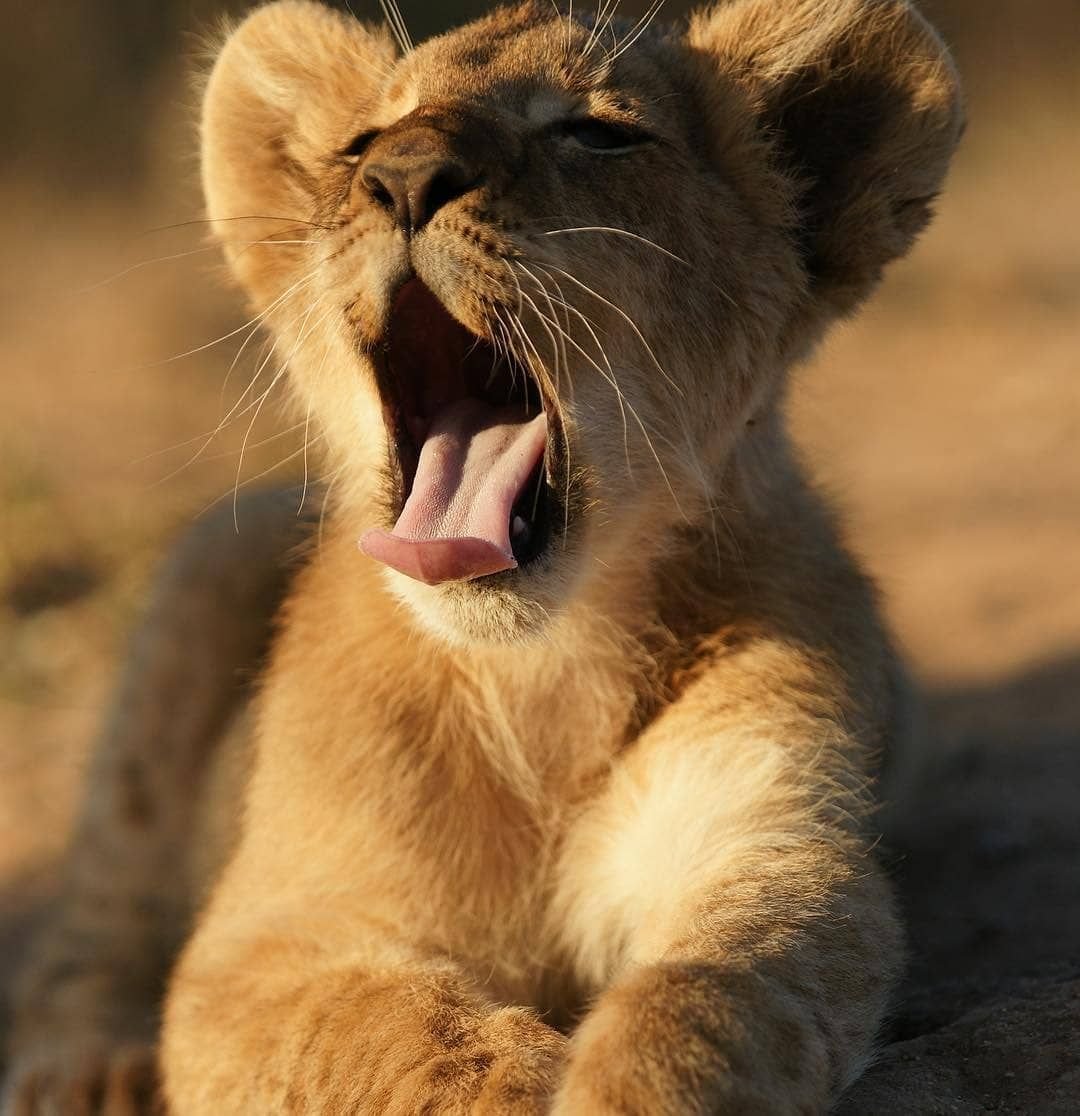 Лев лижет львицу