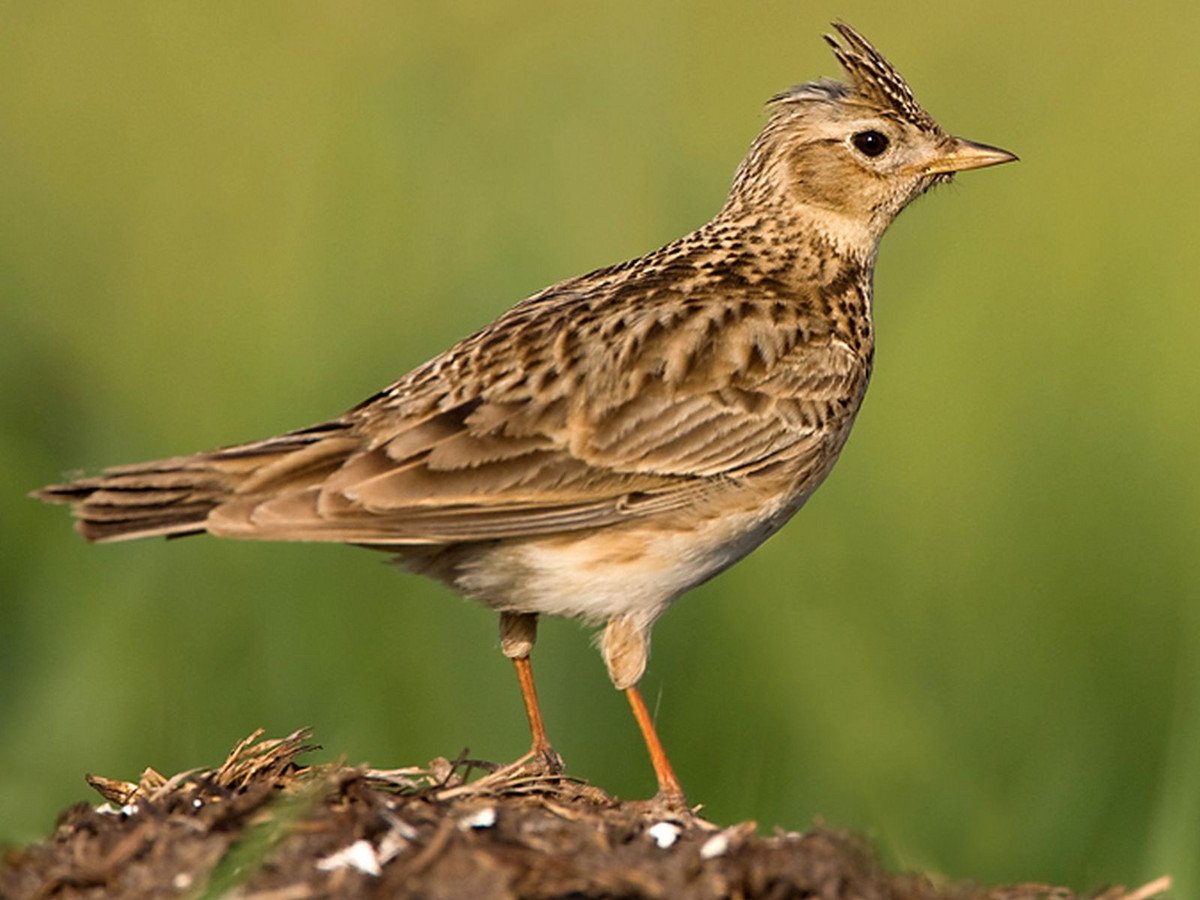 Die Lerche Жаворонок