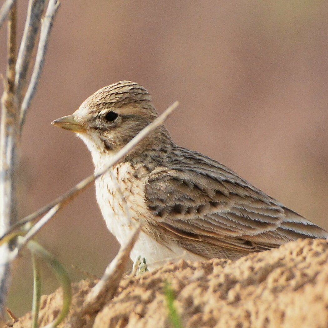 Полевой Жаворонок