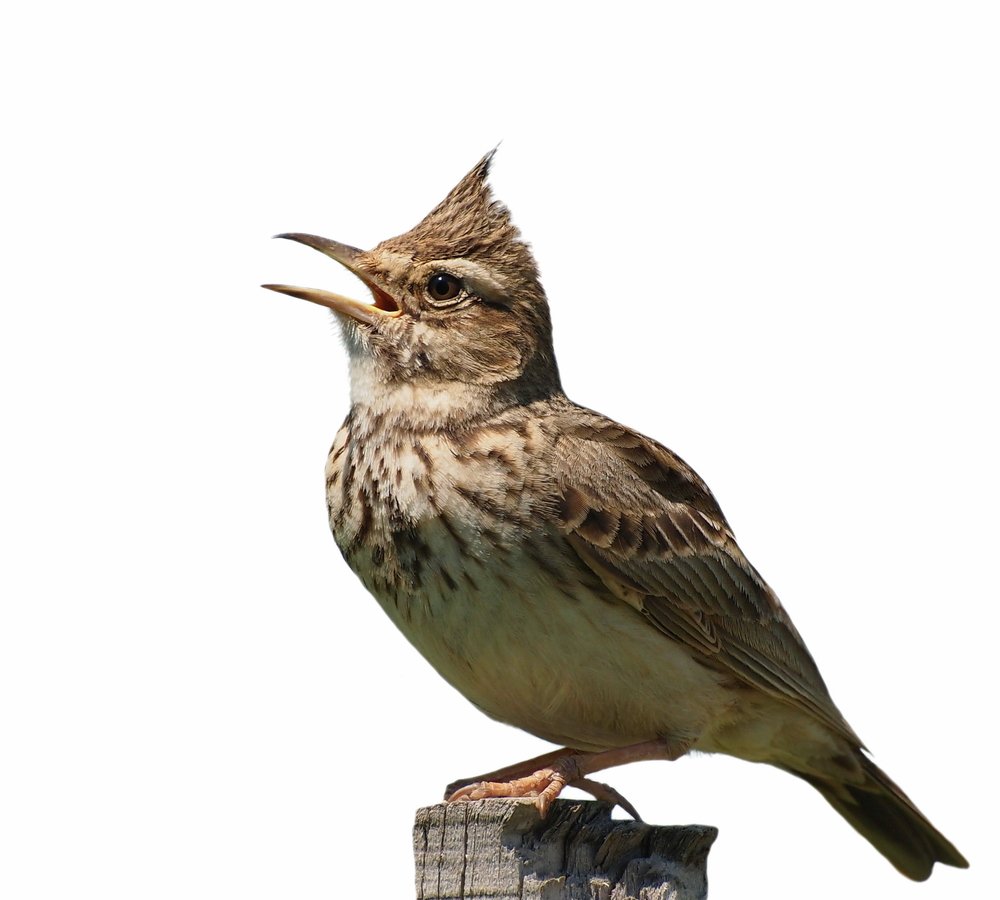 Жаворонок на белом фоне