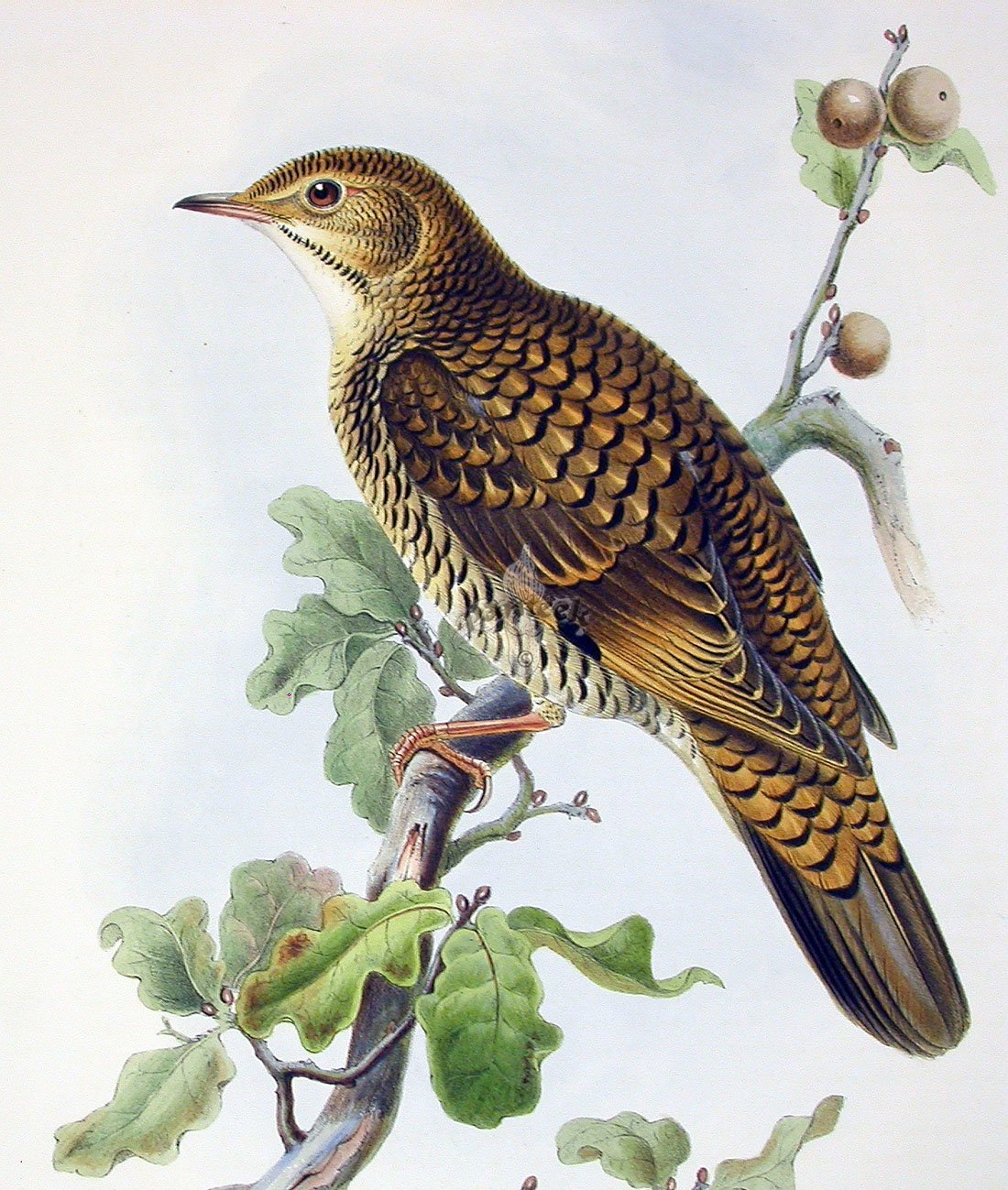 Гравюра Жаворонок