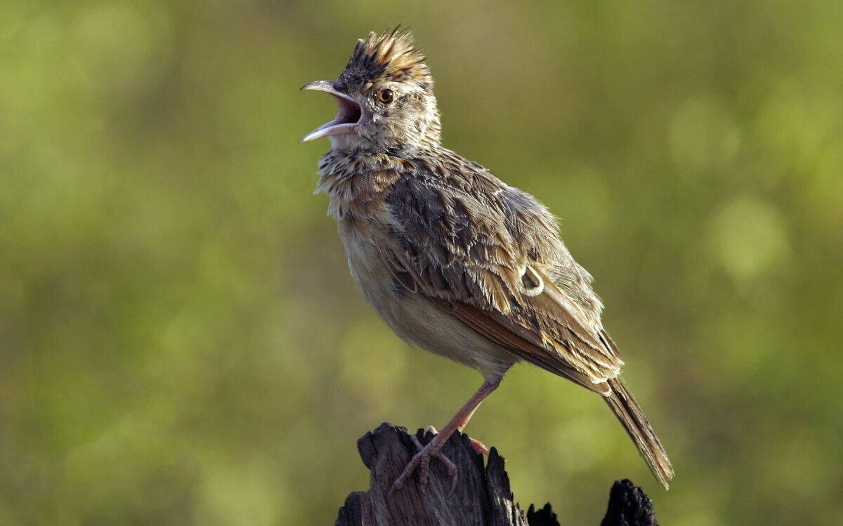Певчий Жаворонок пение