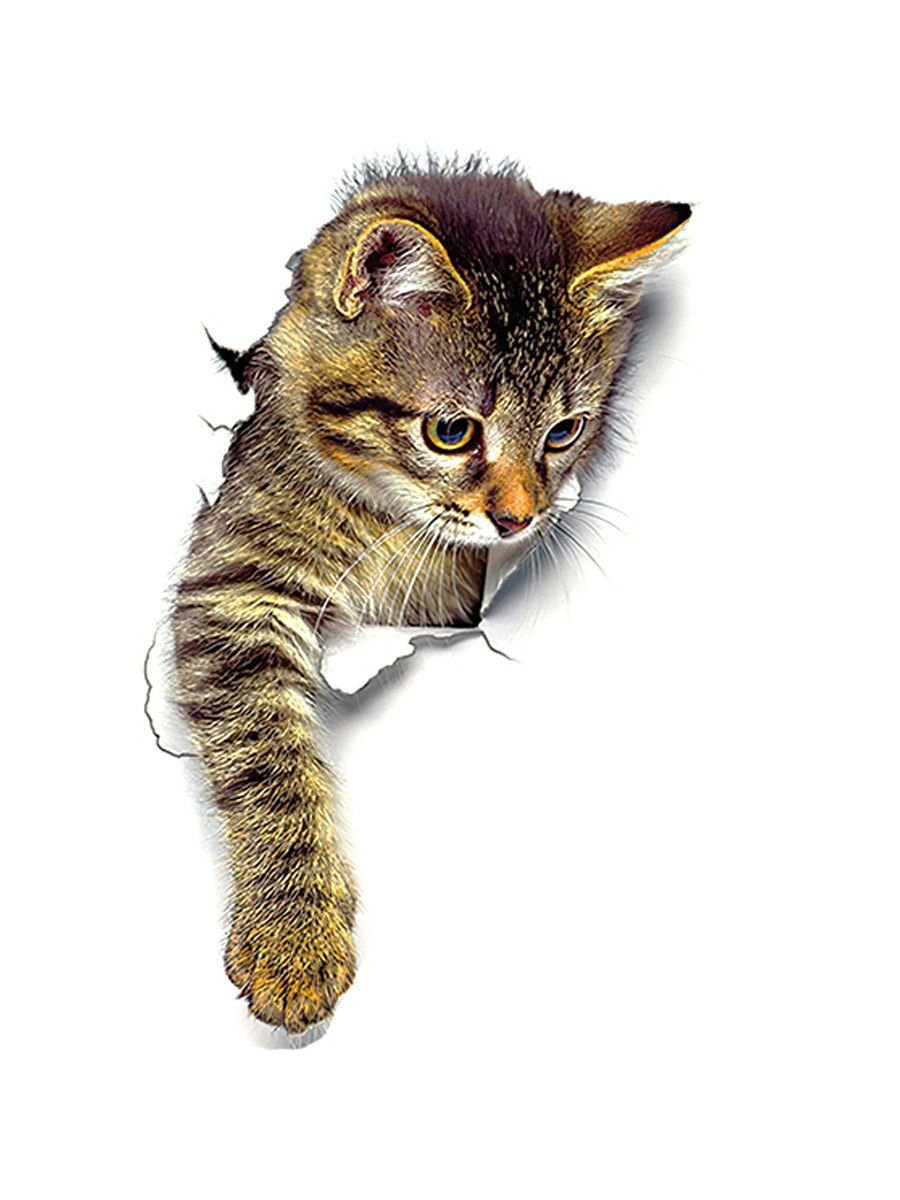 Котенок выглядывает на белом фоне