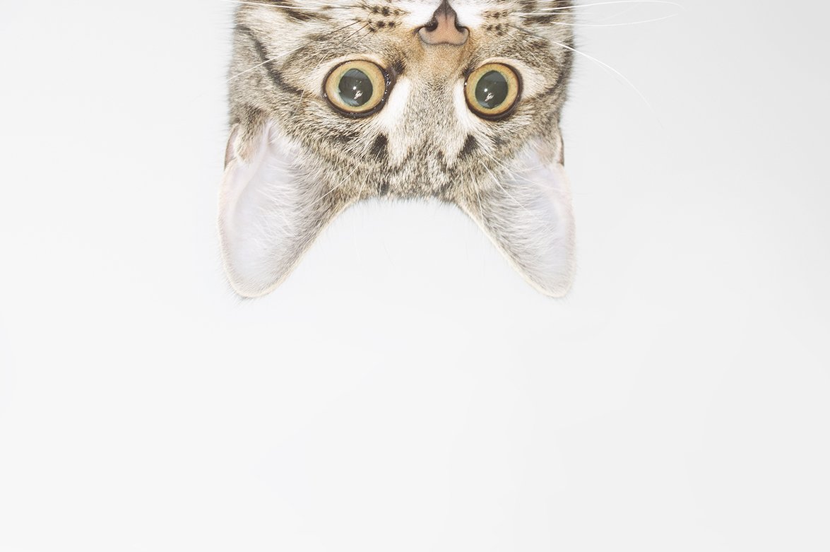 Кот выглядывает из-за угла на белом фоне