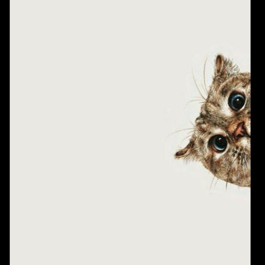 Кот выглядывает из-за угла