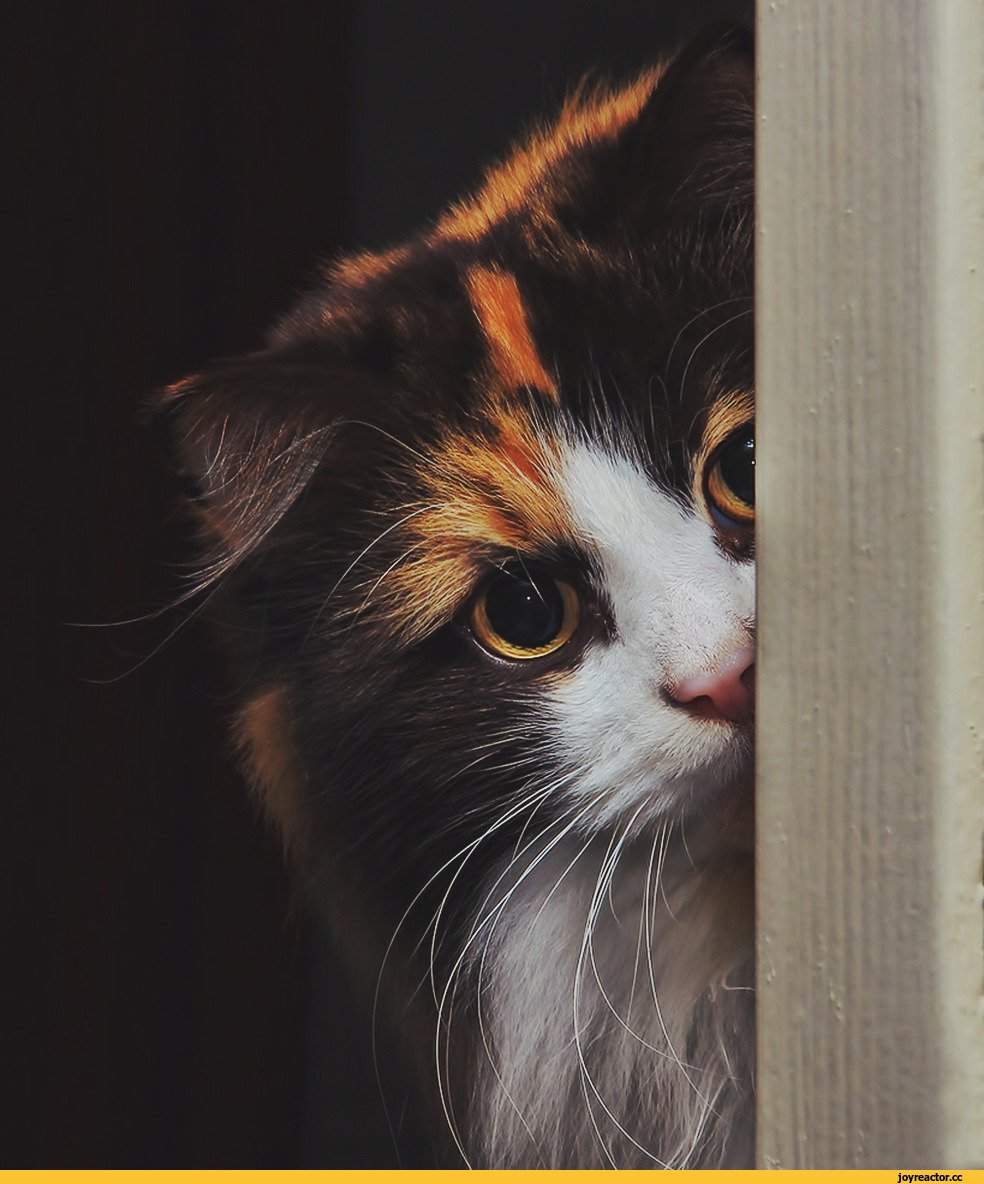 Трёхцветная кошка