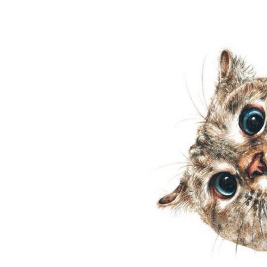 Кот выглядывает сверху