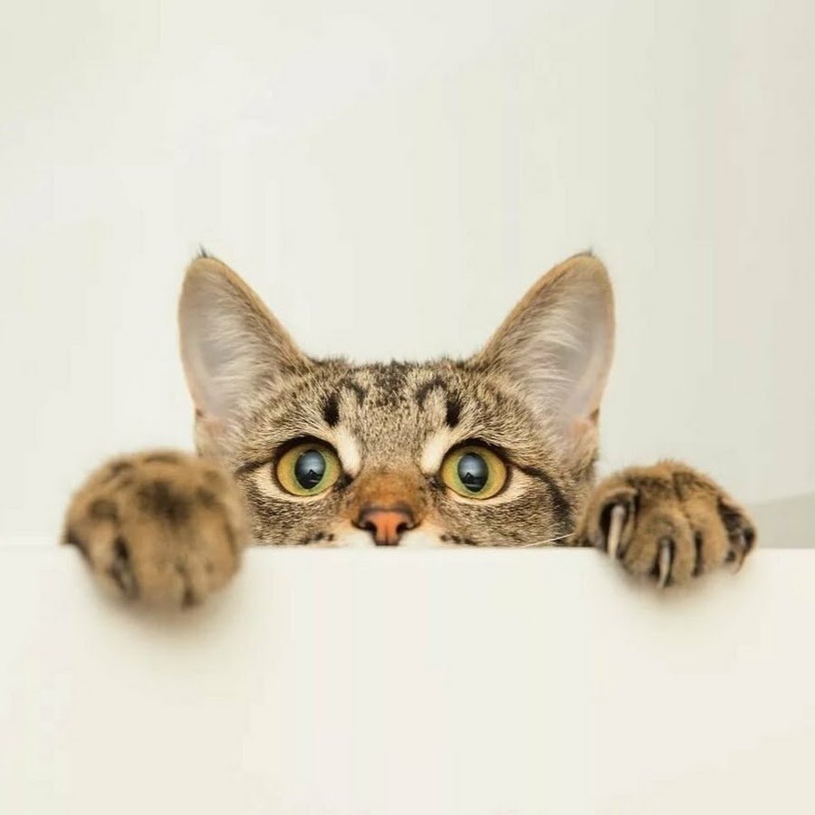 Кот выглядывает