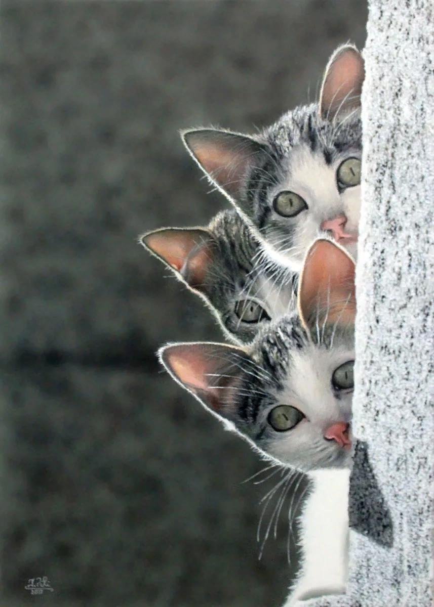 Коты выглядывают из за угла