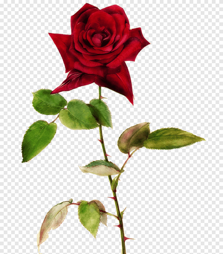 Красивые цветы с шипами